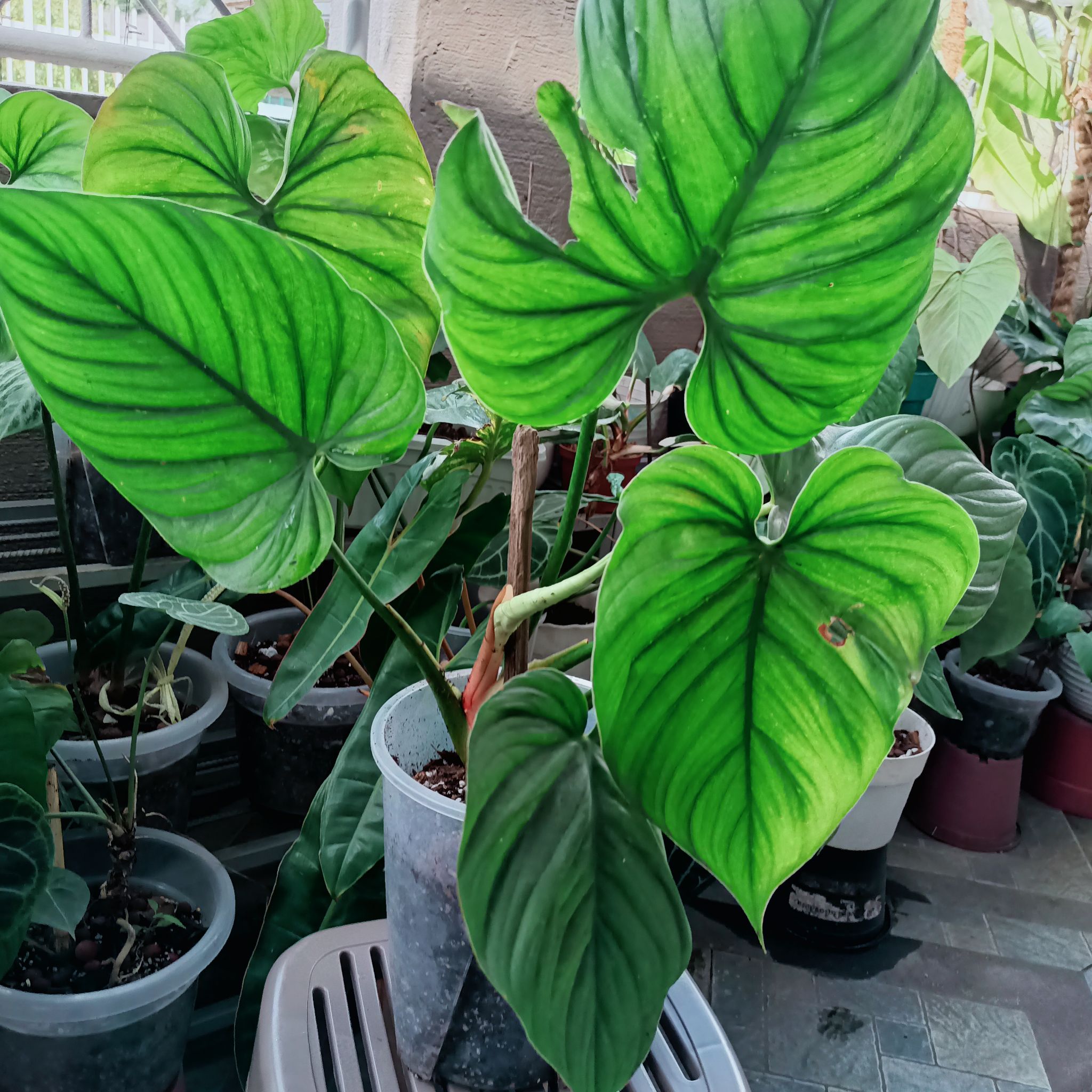 Philodendron mamei plant with large green leaves in a pot, well-framed and in focus.