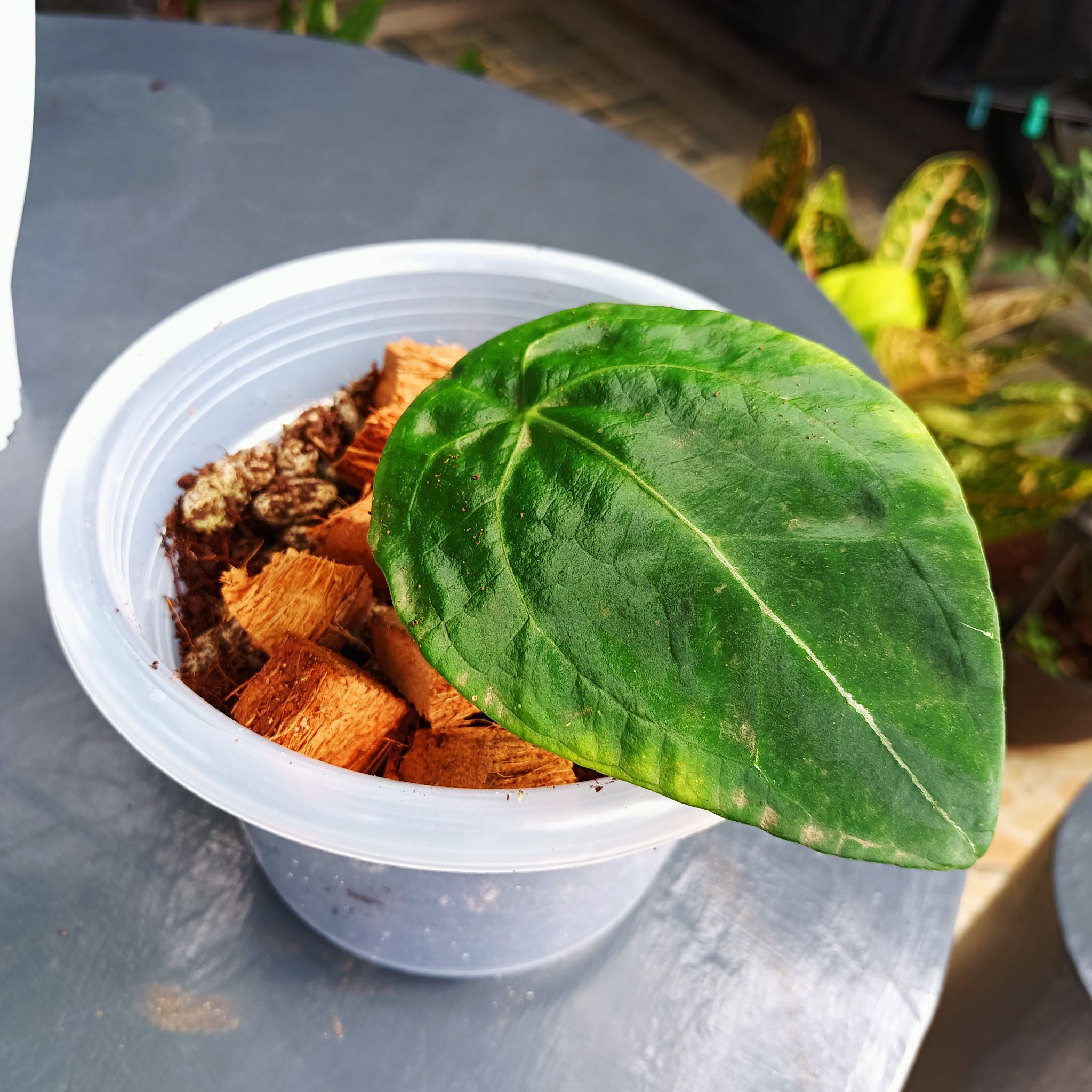 Anthurium forgetii plant in a plastic pot with a large, healthy green leaf and visible soil.