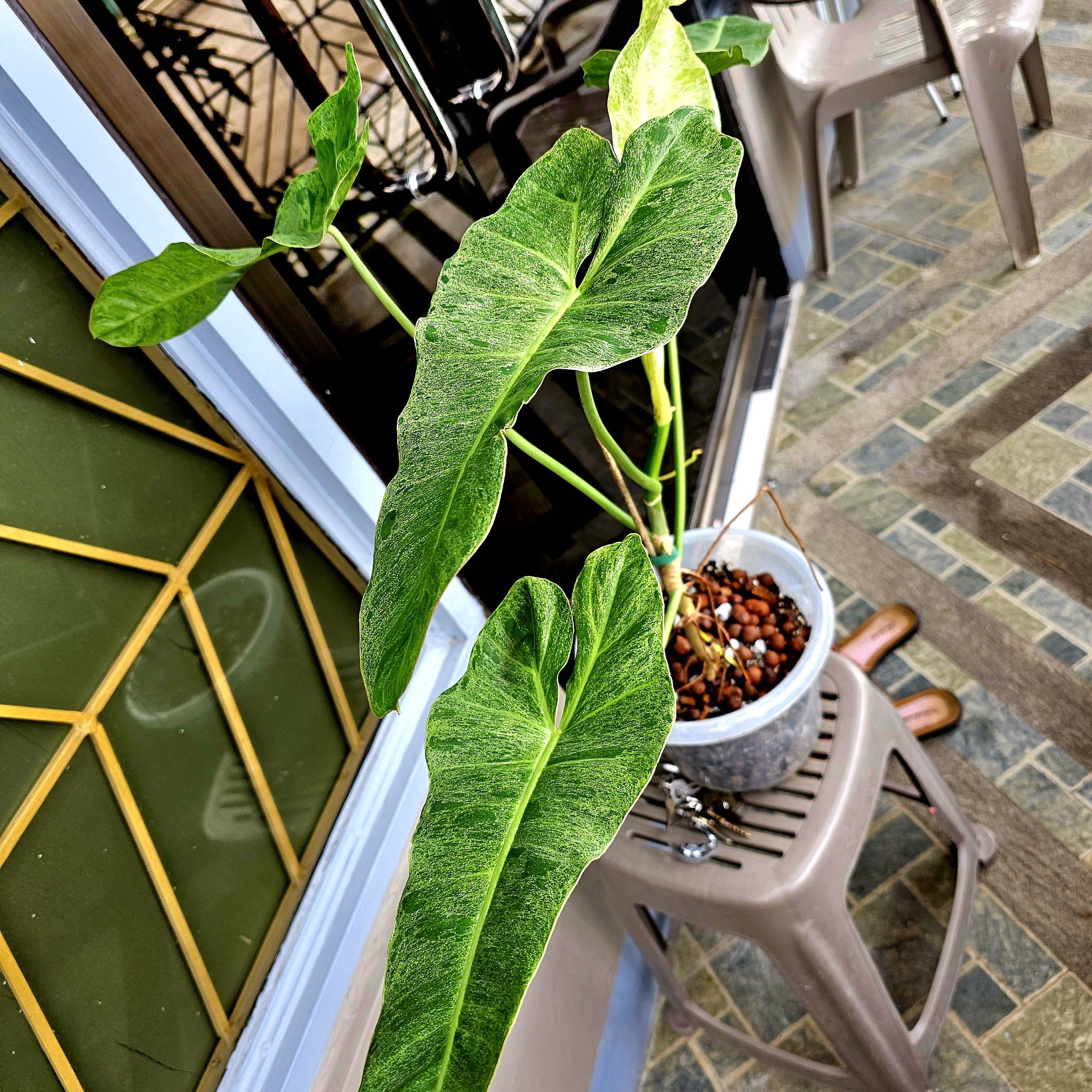 Paraiso Verde Philodendron plant with variegated leaves in a pot on a chair.