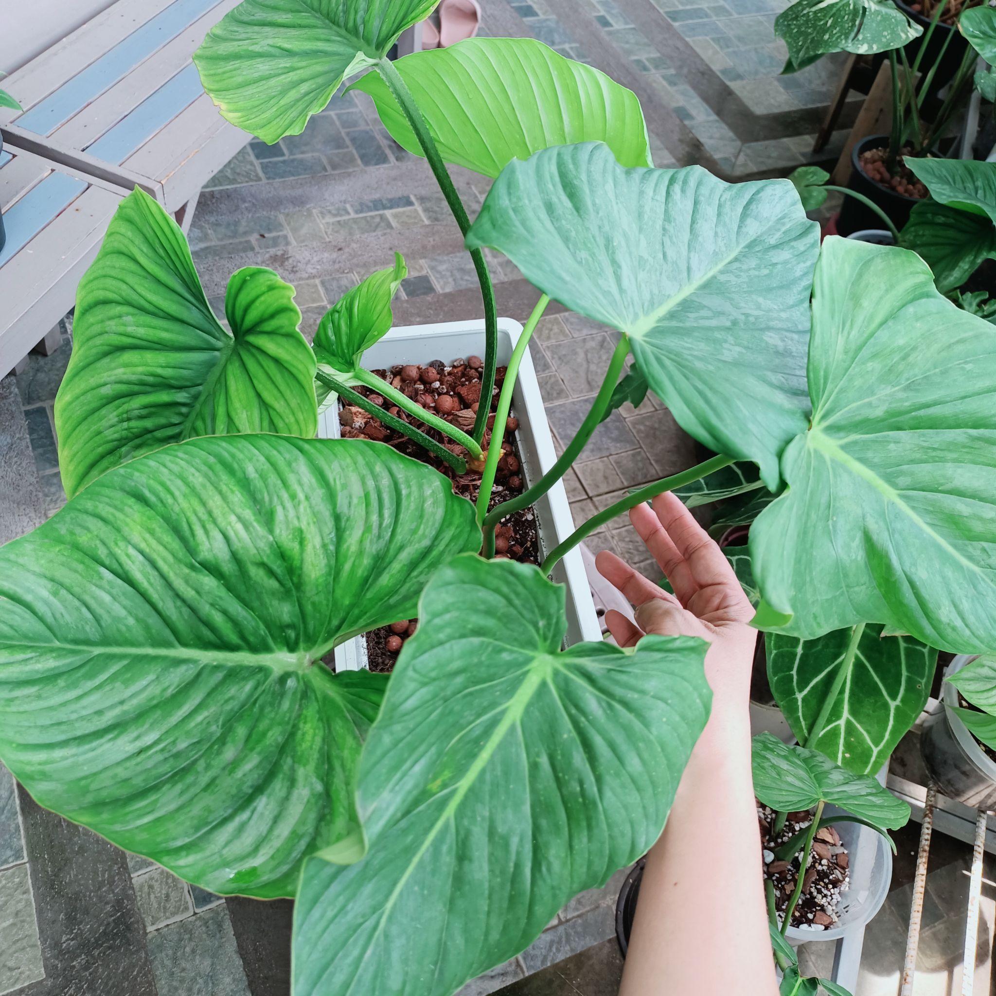 Philodendron Pastazanum with large green leaves, hand touching a leaf.