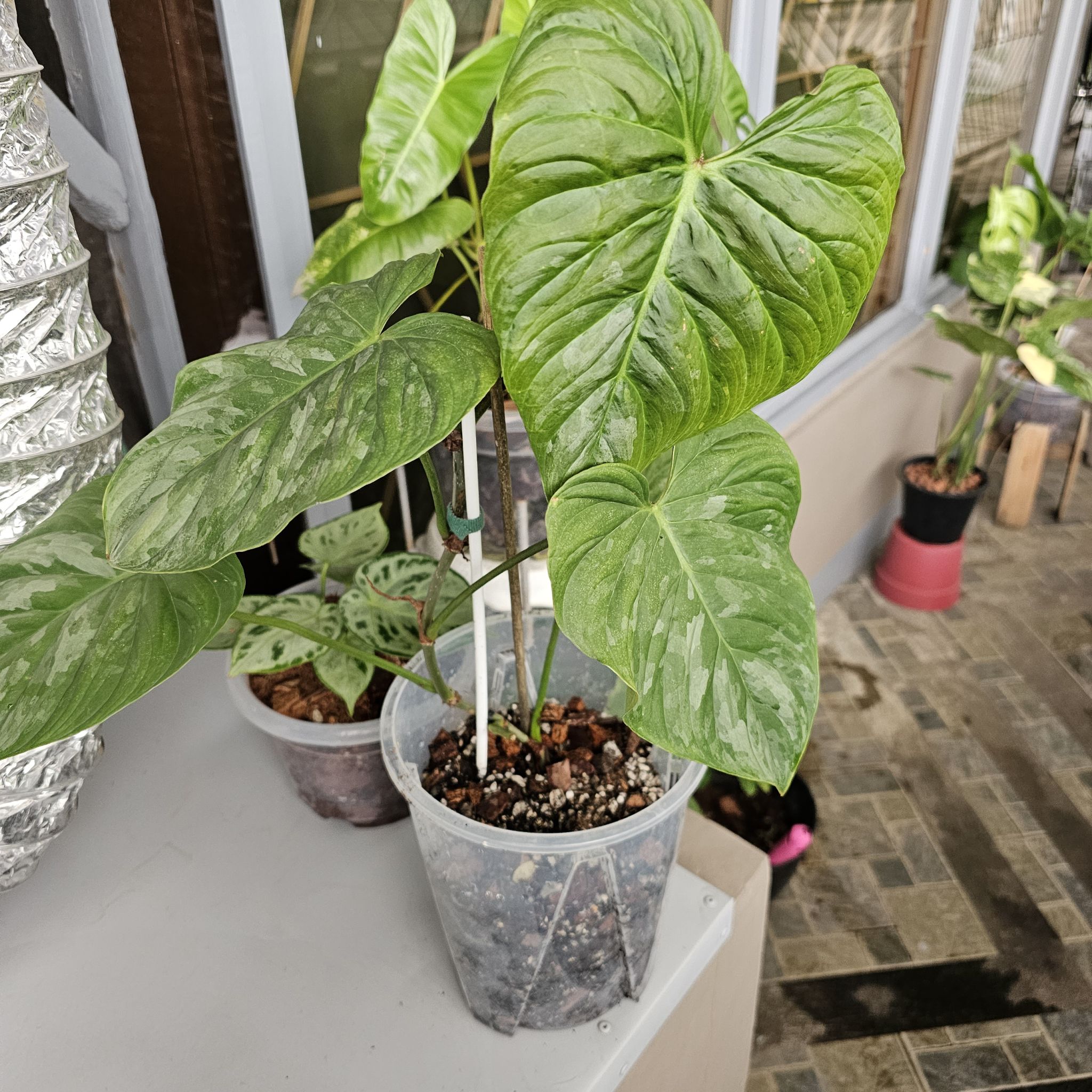 Philodendron 'Majestic' plant in a clear plastic pot with visible soil and healthy green leaves.