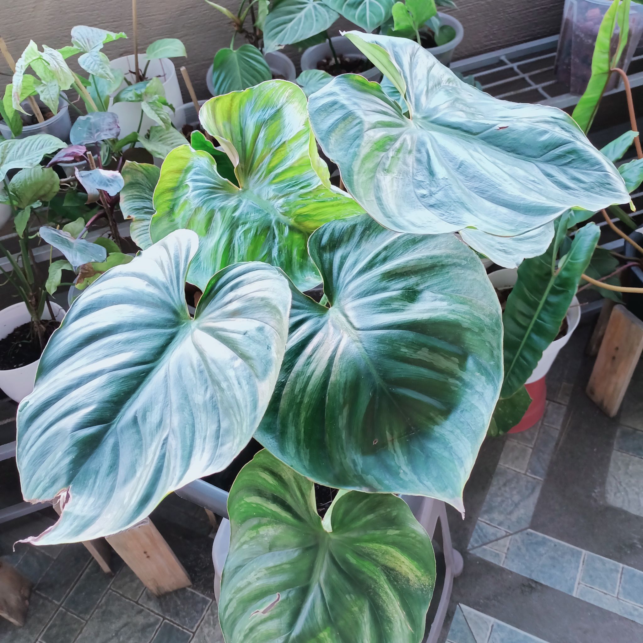 Philodendron plowmanii plant with large, variegated leaves, well-framed and centered.