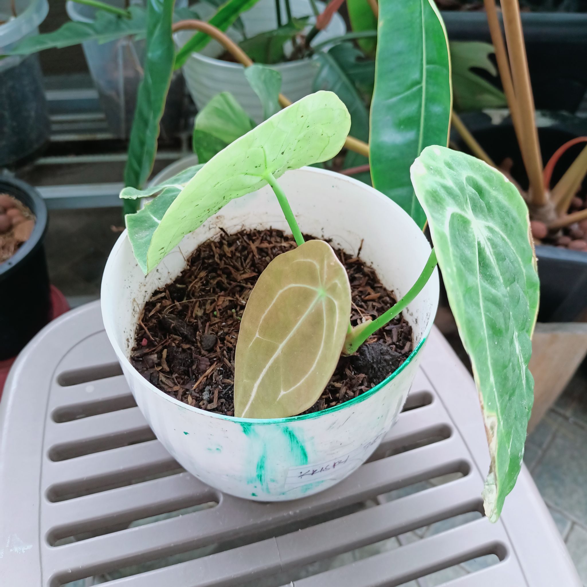 Anthurium forgetii plant in a white pot with some leaf discoloration and visible soil.