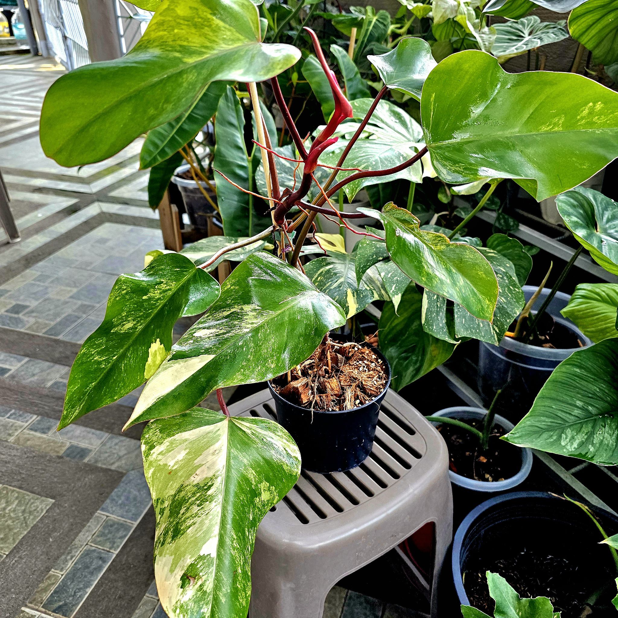 Potted Strawberry Shake Philodendron with variegated leaves, placed on a stool.