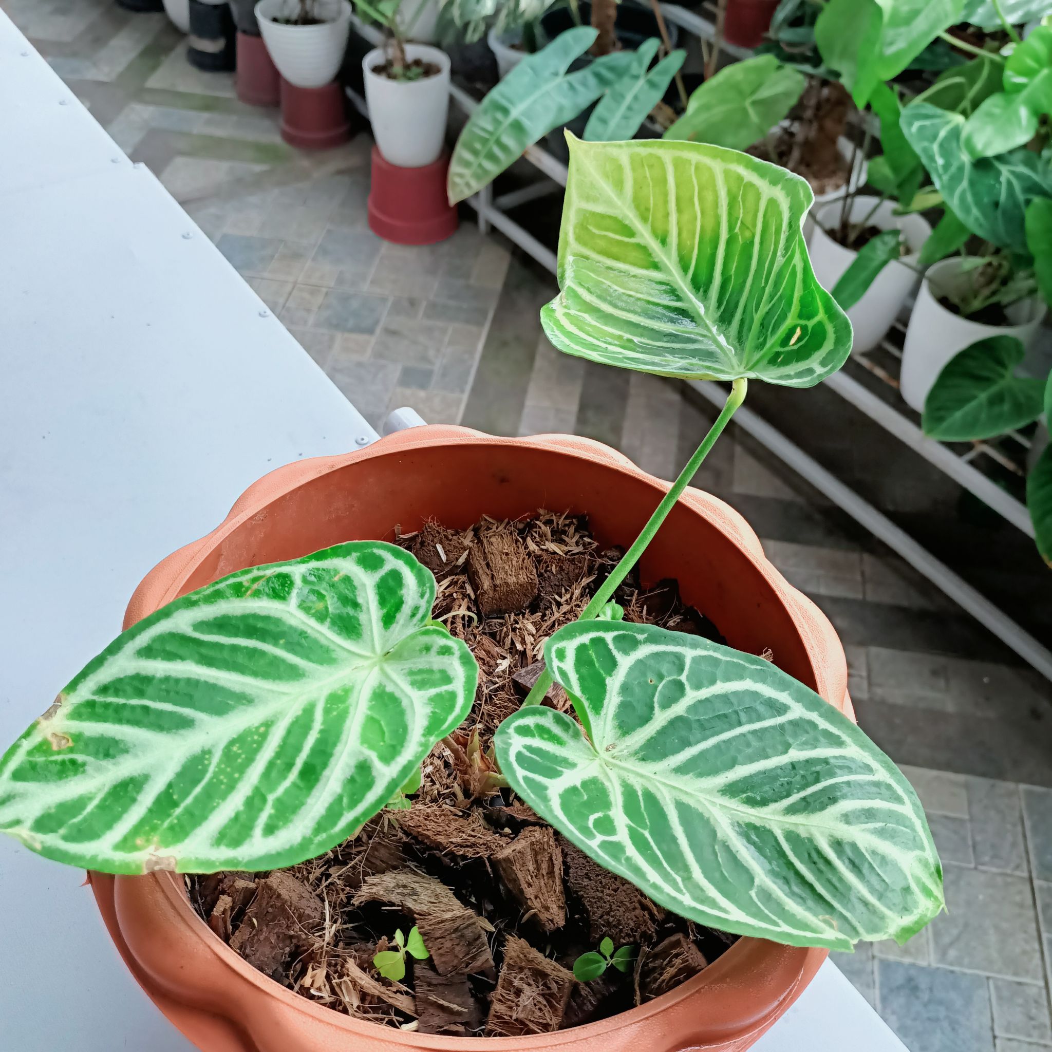 Photo of the plant species Hope by @Bloodberry named Crystal h 2 on Greg, the plant care app