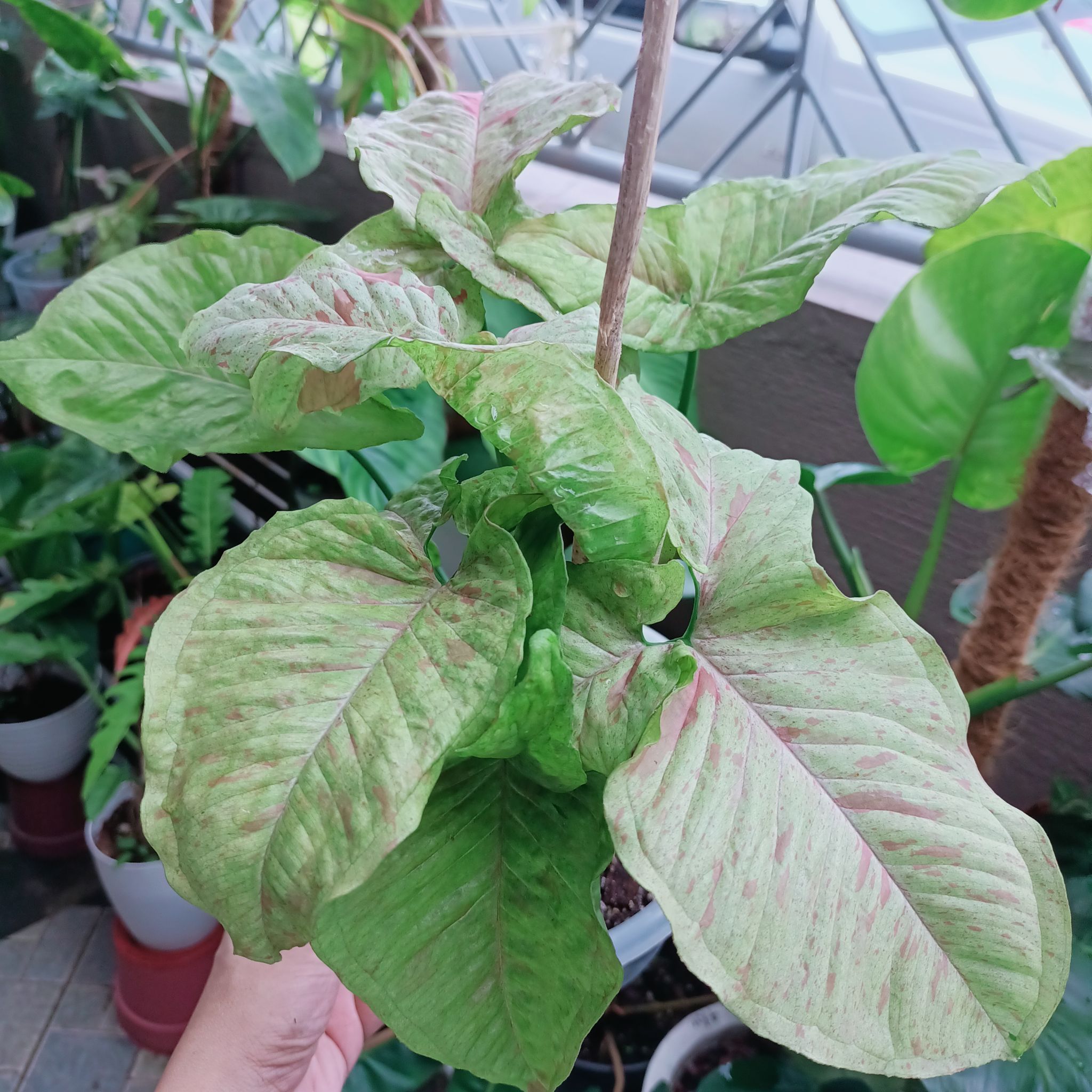 Syngonium 'Milk Confetti' plant with variegated leaves, some yellowing and browning, potted with visible soil.