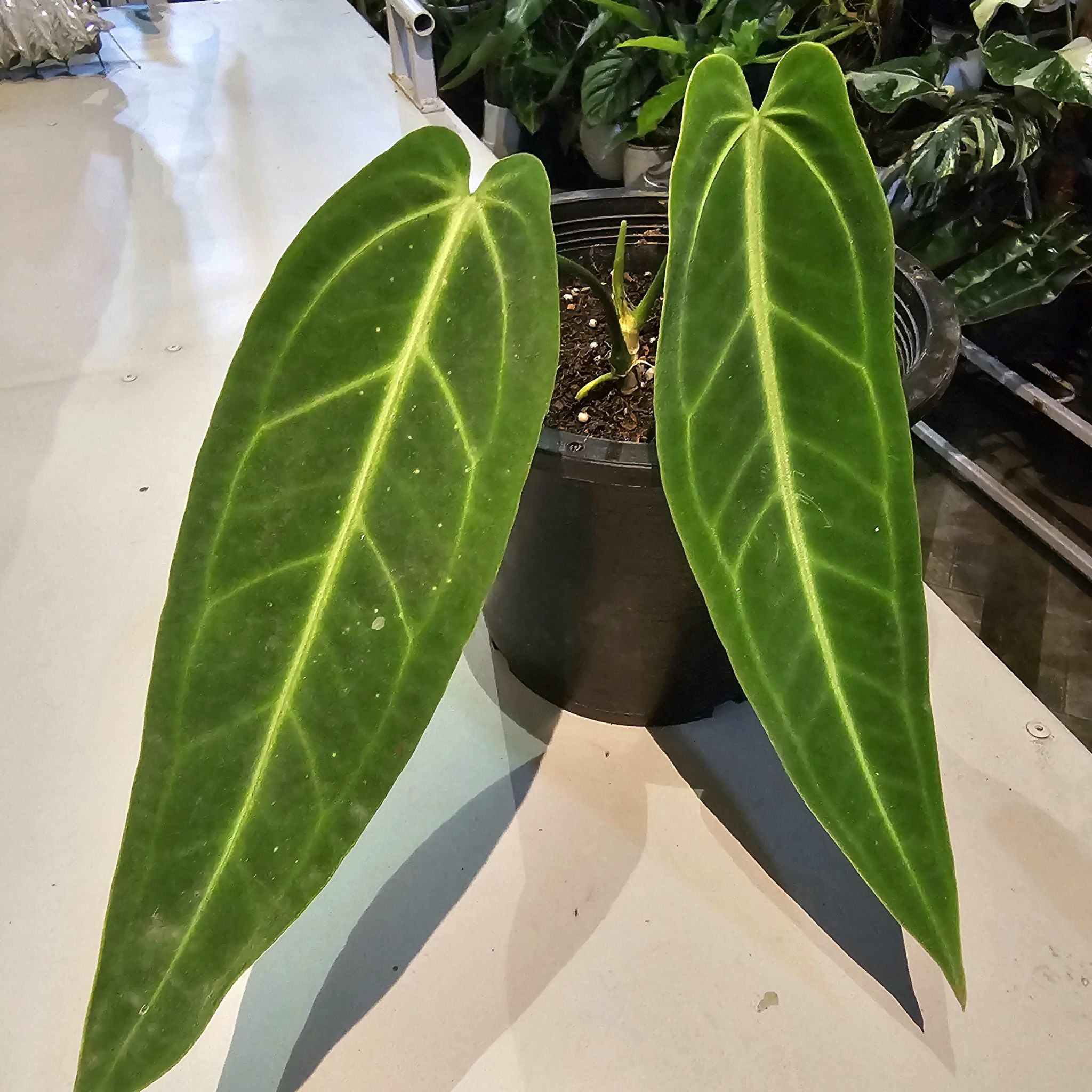 Potted Anthurium warocqueanum with two large, healthy green leaves.