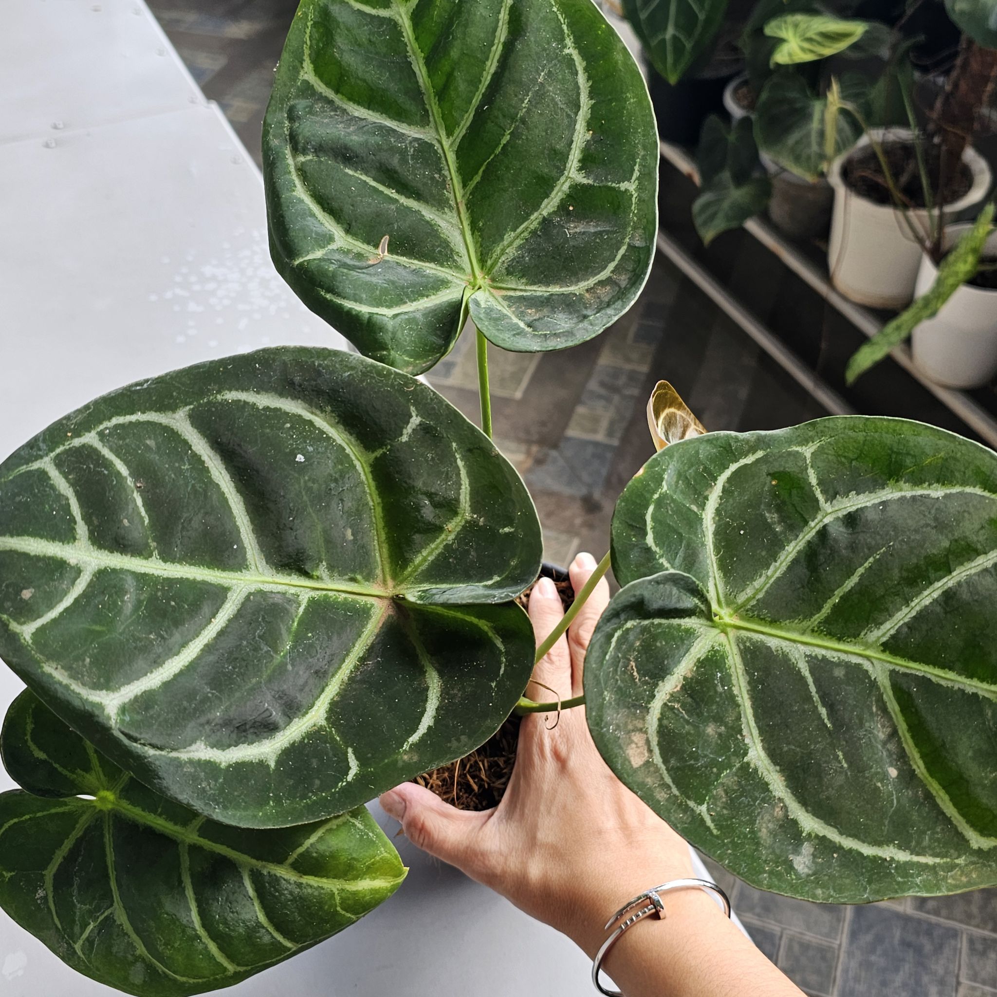 Photo of the plant species Anthurium hoffmannii by @Bloodberry named Hoffmani hybrid on Greg, the plant care app