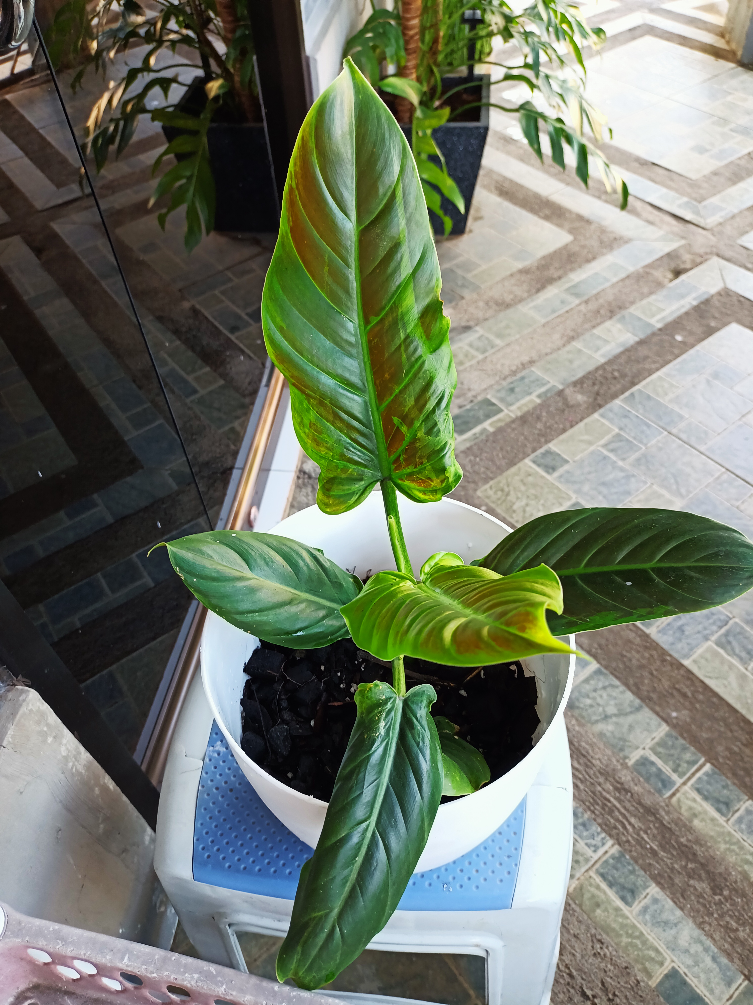 Philodendron subhastatum plant in a white pot with vibrant green leaves.