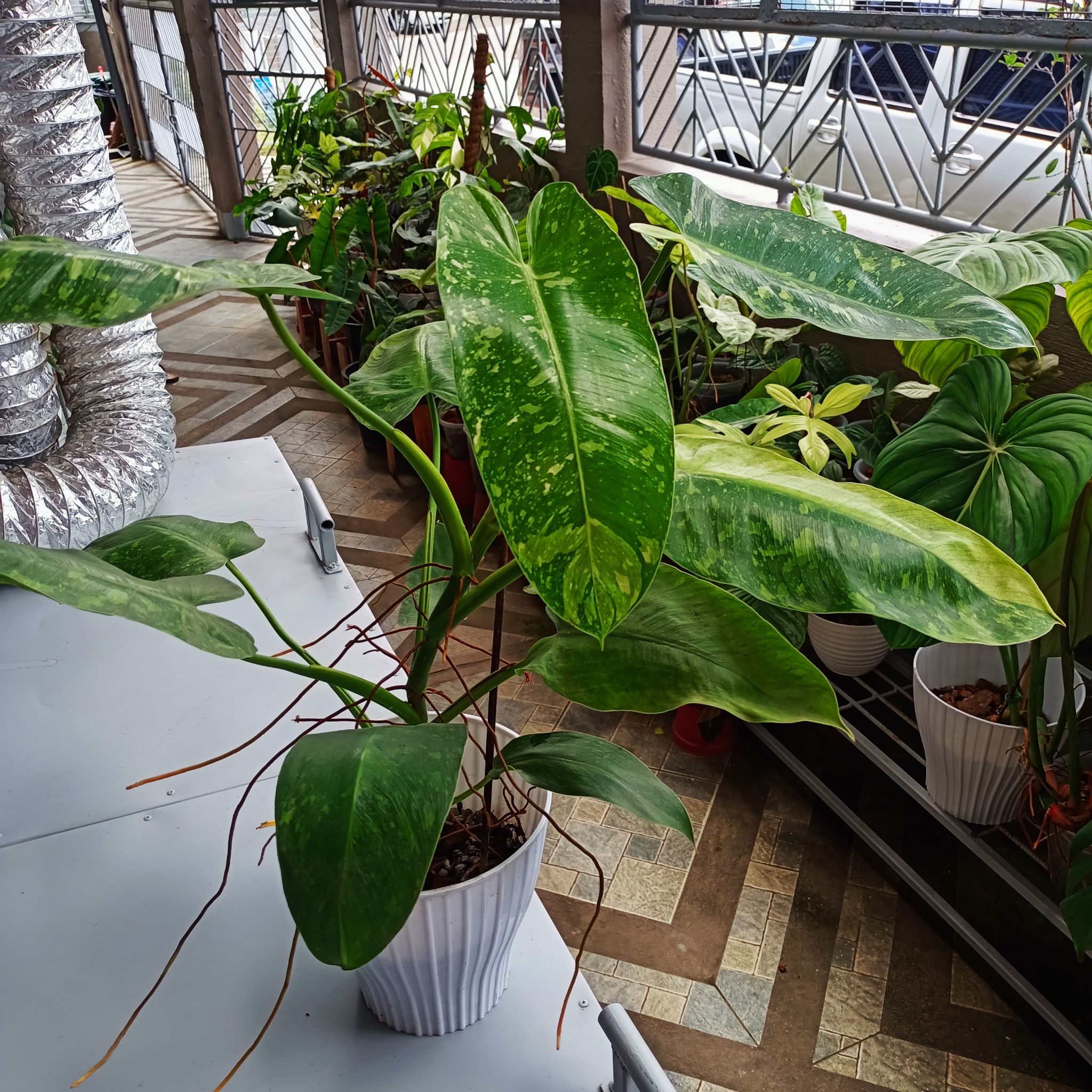 Philodendron 'Jose Buono' plant in a white pot with variegated leaves, indoors with other plants in the background.