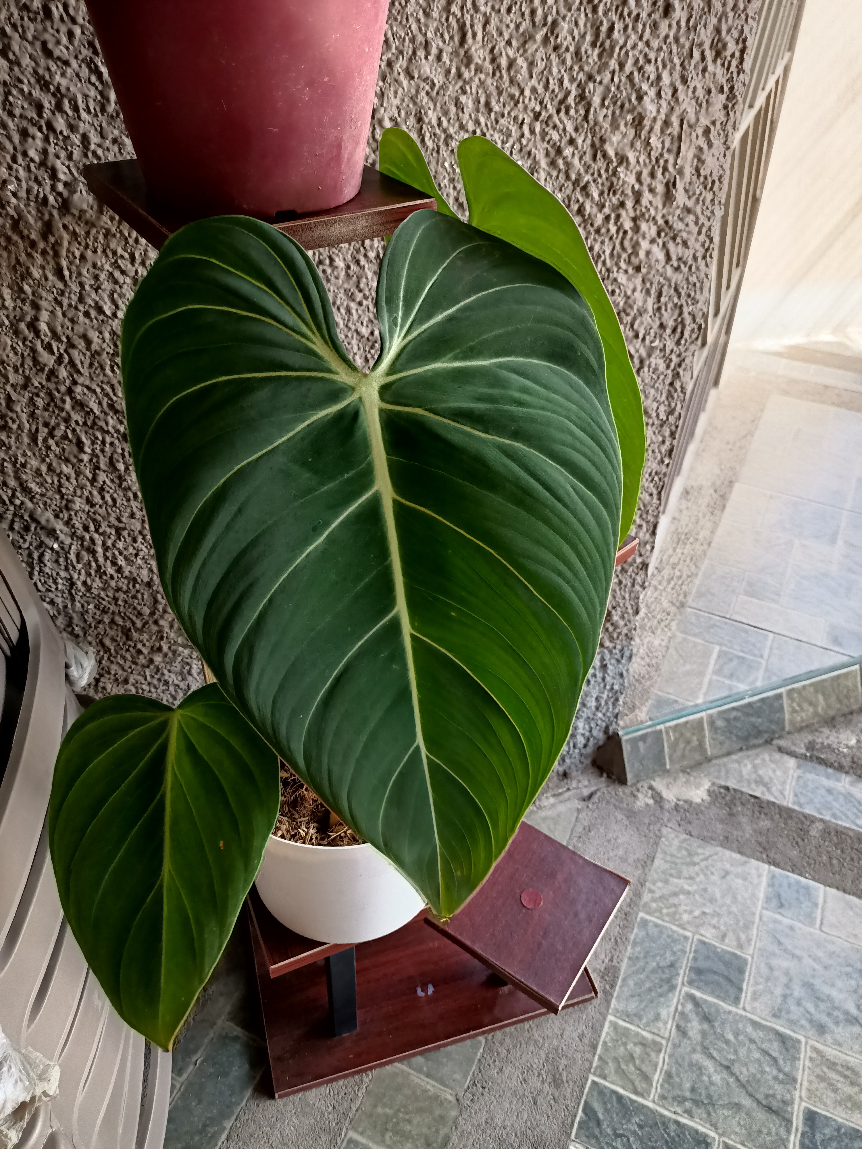 Philodendron 'Glorius' plant with large, healthy green leaves in a pot.