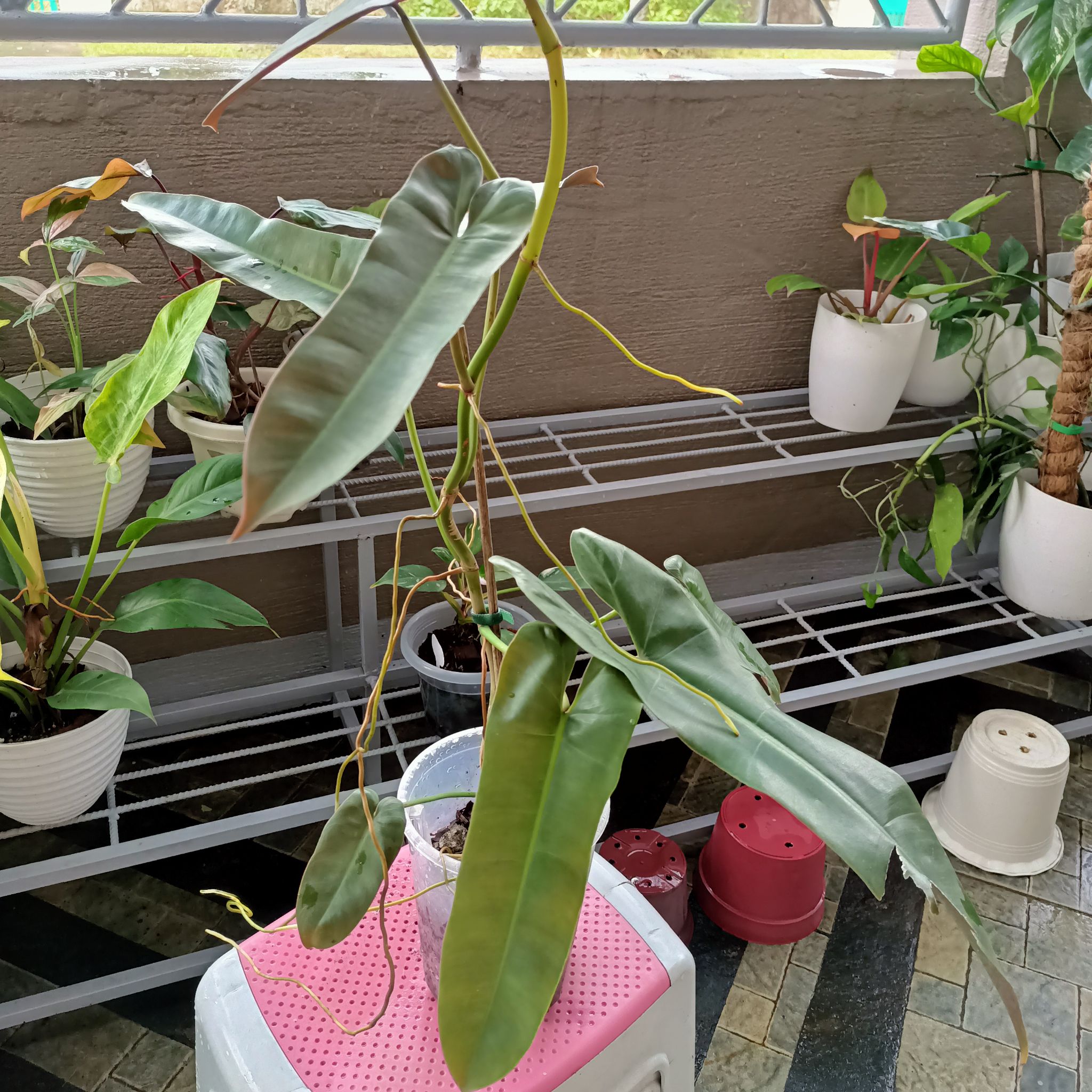Philodendron atabapoense plant with elongated dark green leaves in a pot on a pink stool, with other plants in the background.