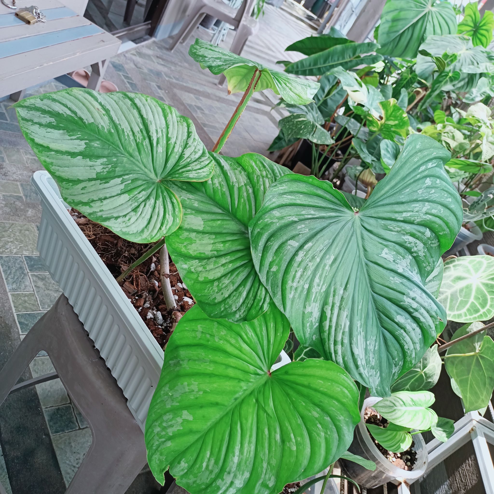 Philodendron mamei plant with large green leaves and silver markings in a container.