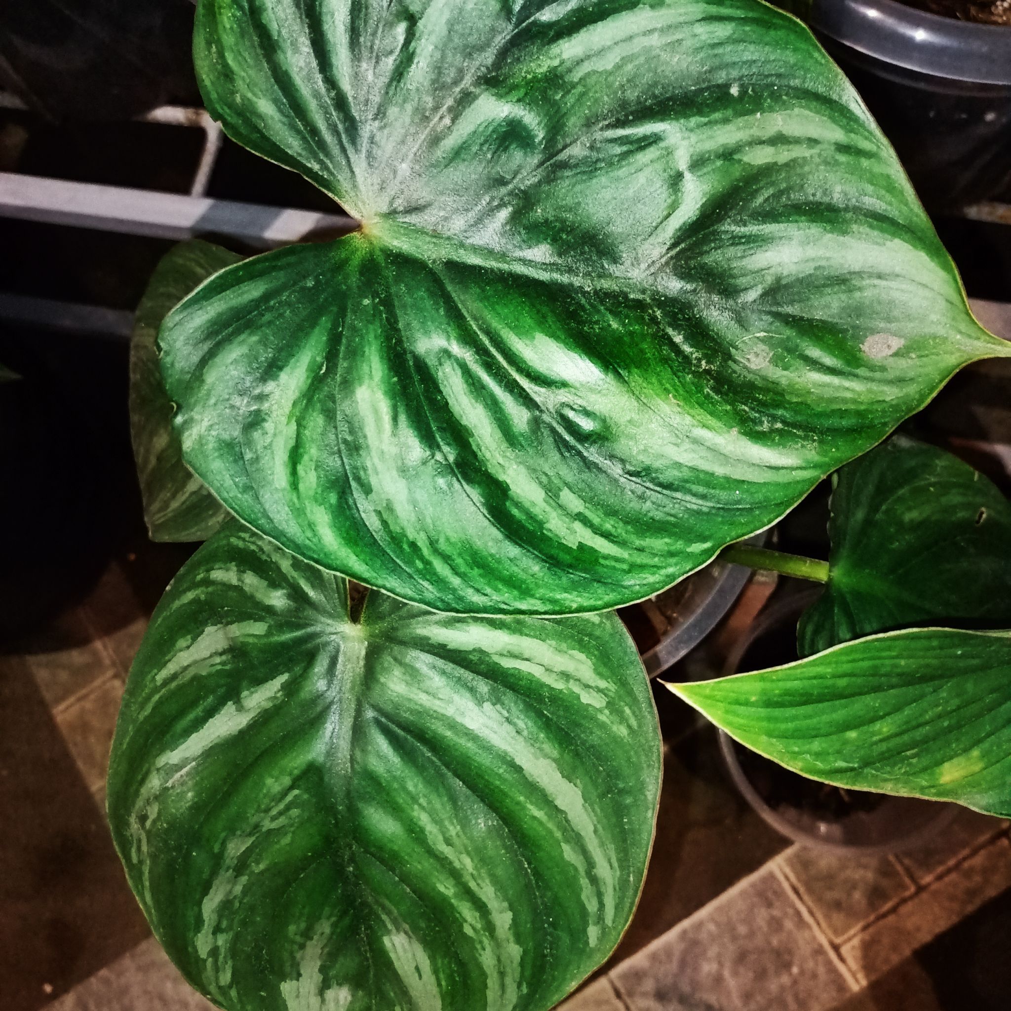 Philodendron plowmanii with large, variegated green leaves.