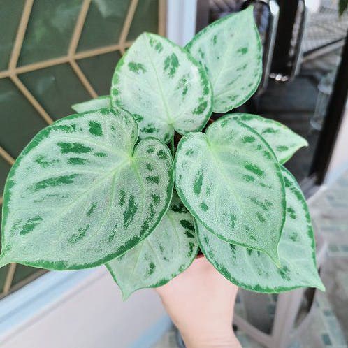 Silver Chrome | A plant by @Bloodberry on Greg Silver Chrome | A plant by @Bloodberry on Greg