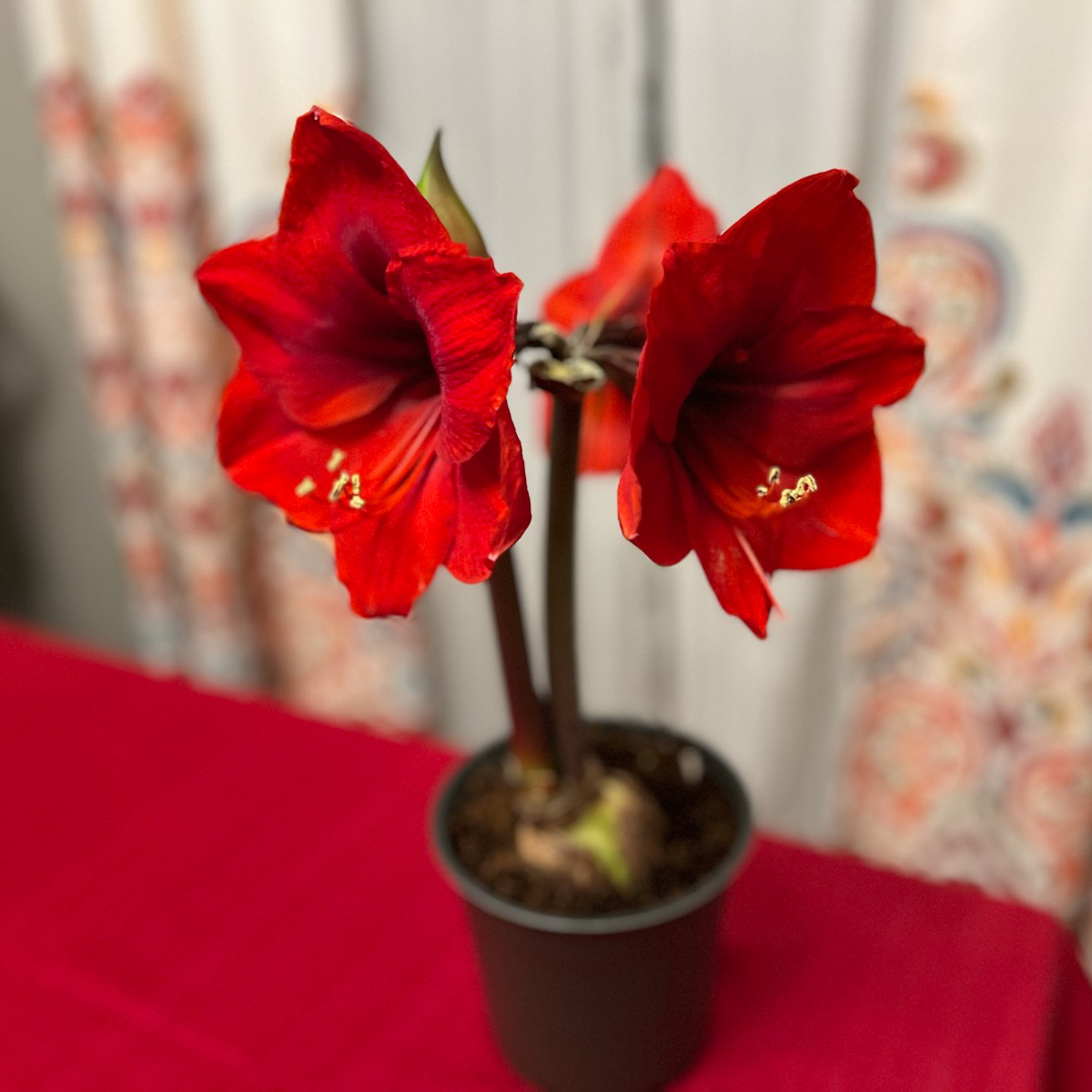 Hippeastrum 'Red Lion' plant with vibrant red flowers in a pot.