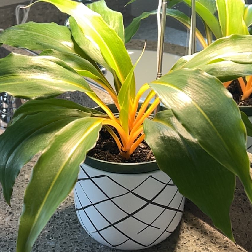 Photo of the plant species Orange Spider Plant by @ProNature named Verano on Greg, the plant care app