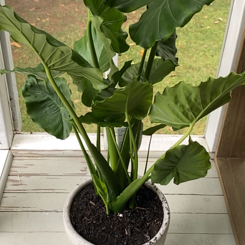 Potted Alocasia gagaena 'California' plant with large green leaves, visible soil.