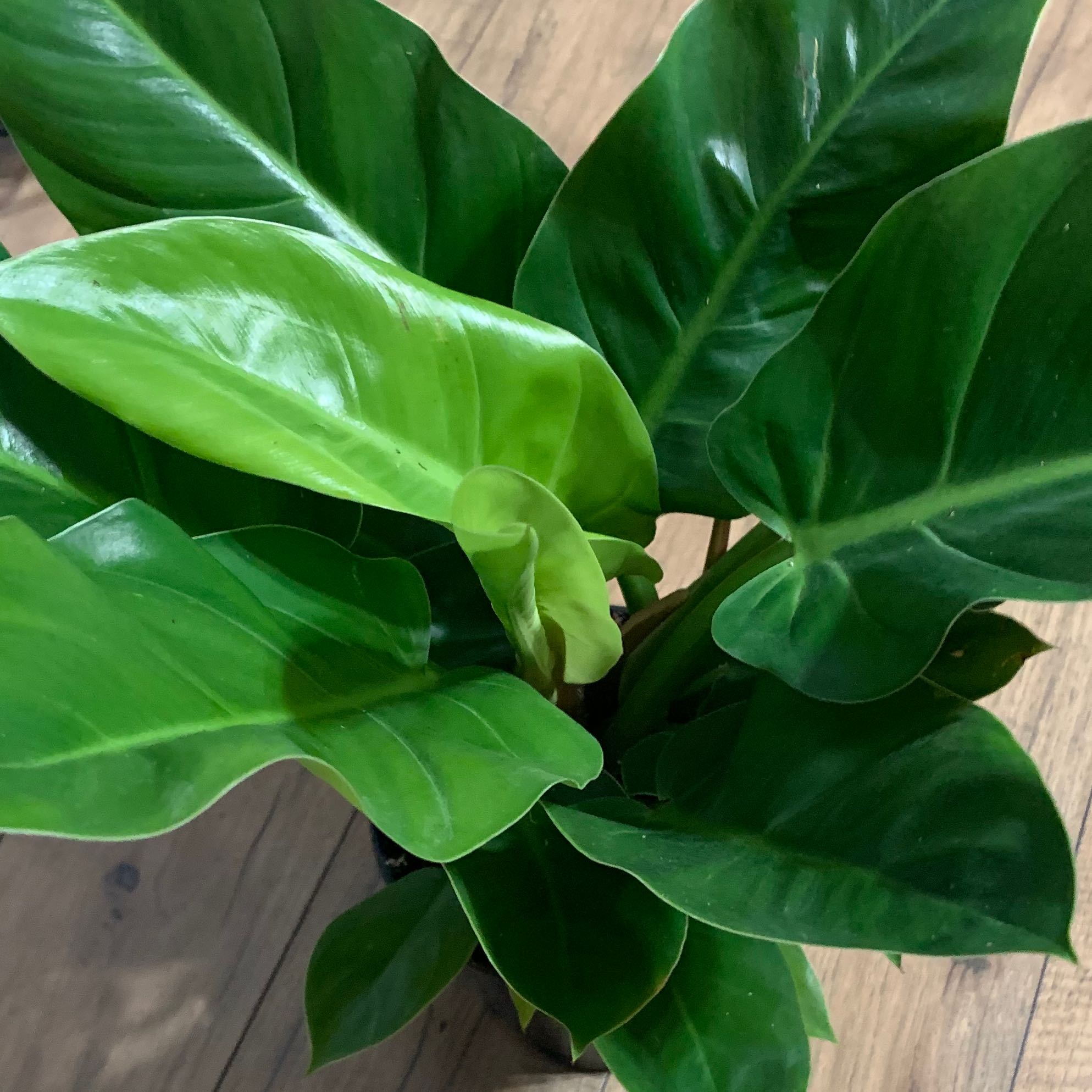 Photo of the plant species Philodendron Millions by @SlimvilleTN named Your plant on Greg, the plant care app
