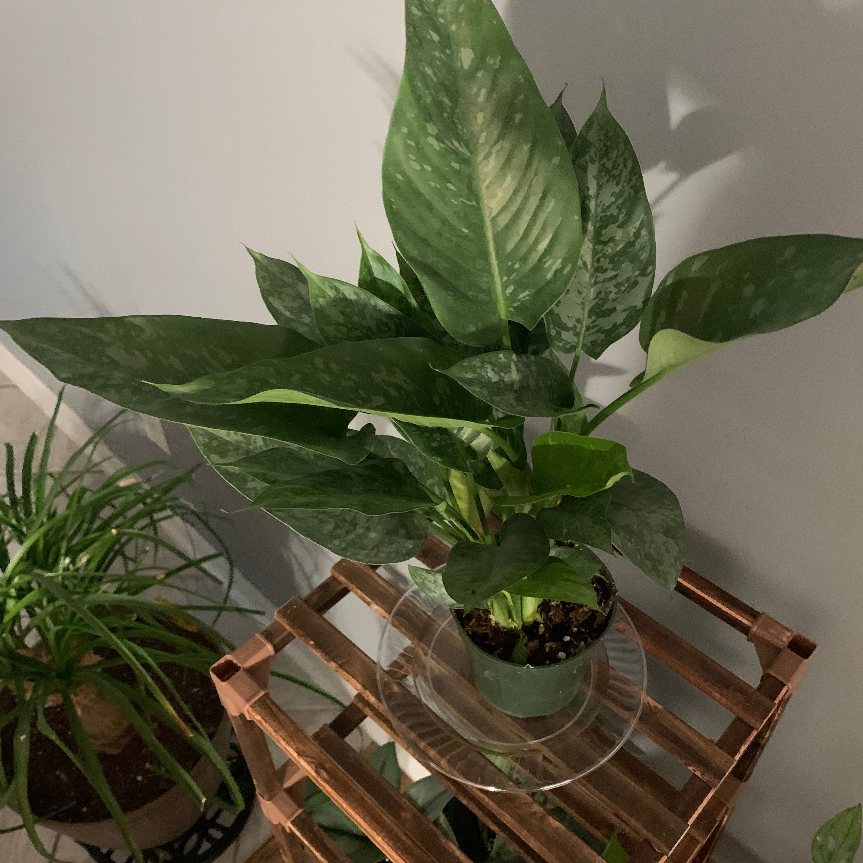 Photo of the plant species motleyana elite by @SlimvilleTN named Your plant on Greg, the plant care app