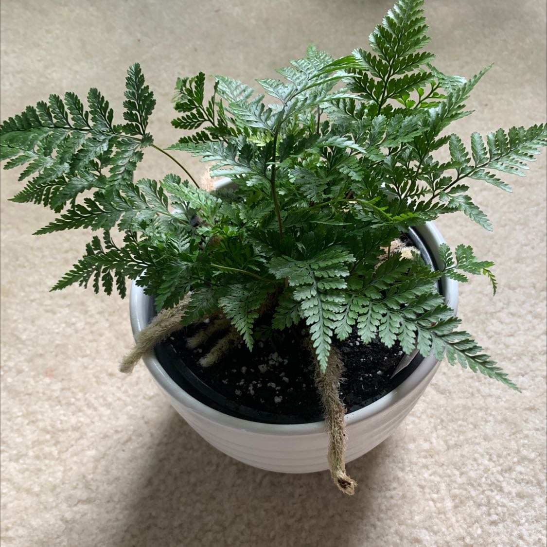 Potted Black Rabbit's Foot Fern with healthy green fronds and visible soil.