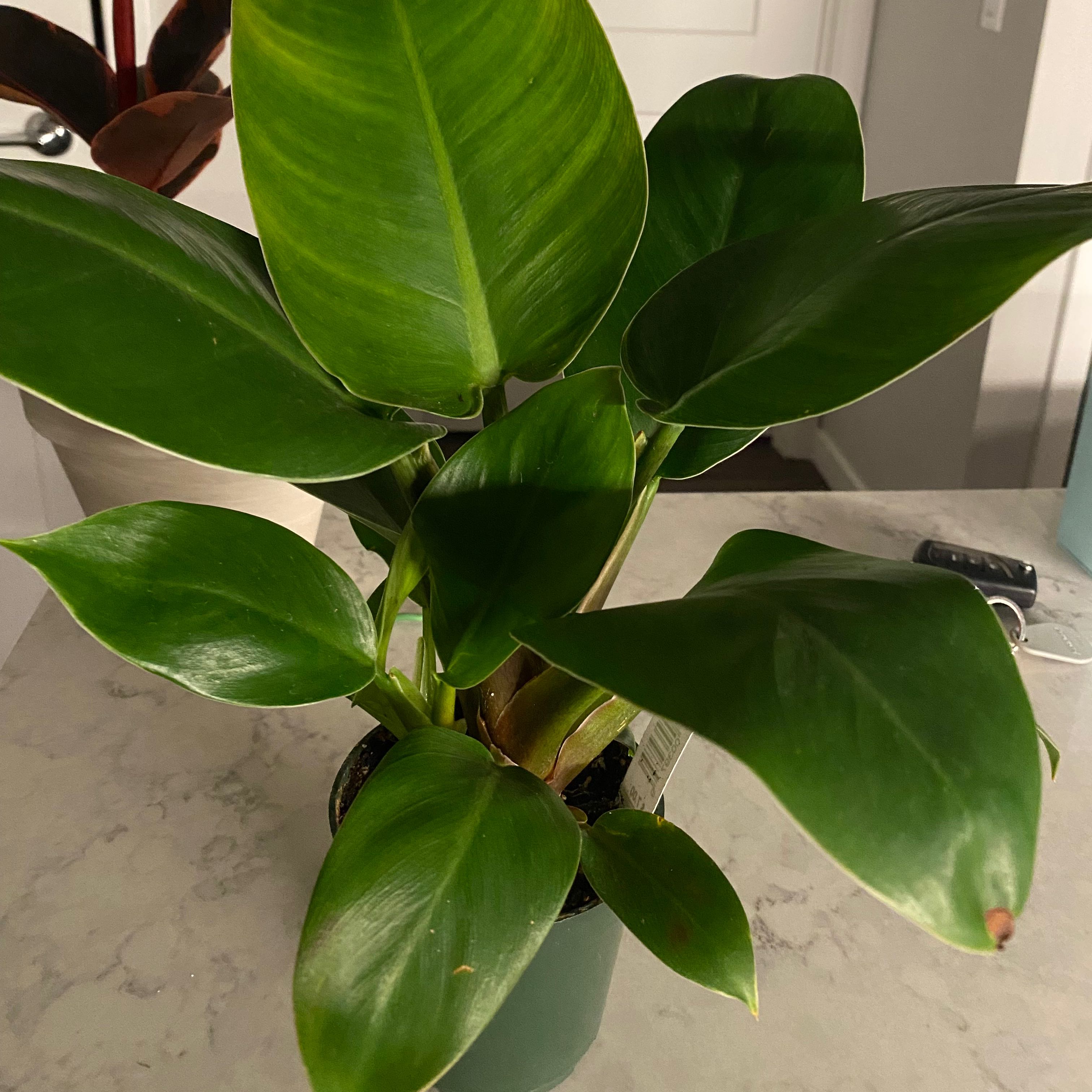 Philodendron 'Imperial Green' plant with vibrant green leaves in a pot.