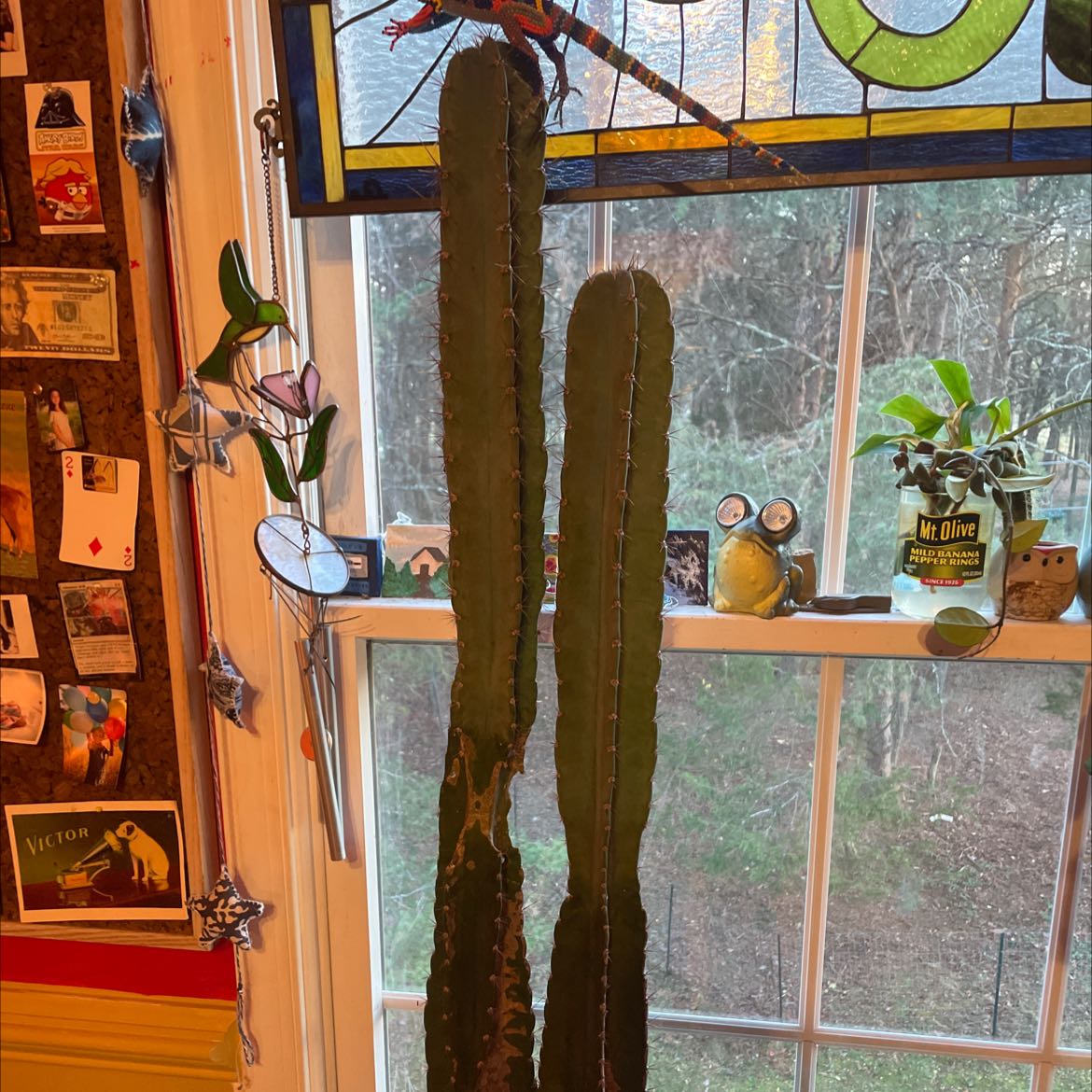 Tall, healthy Hedge Cactus indoors near a window with decorative items in the background.