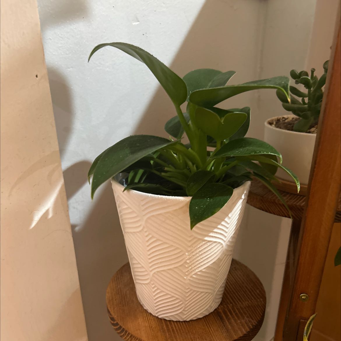 Healthy Green Princess plant in a white pot on a wooden shelf.