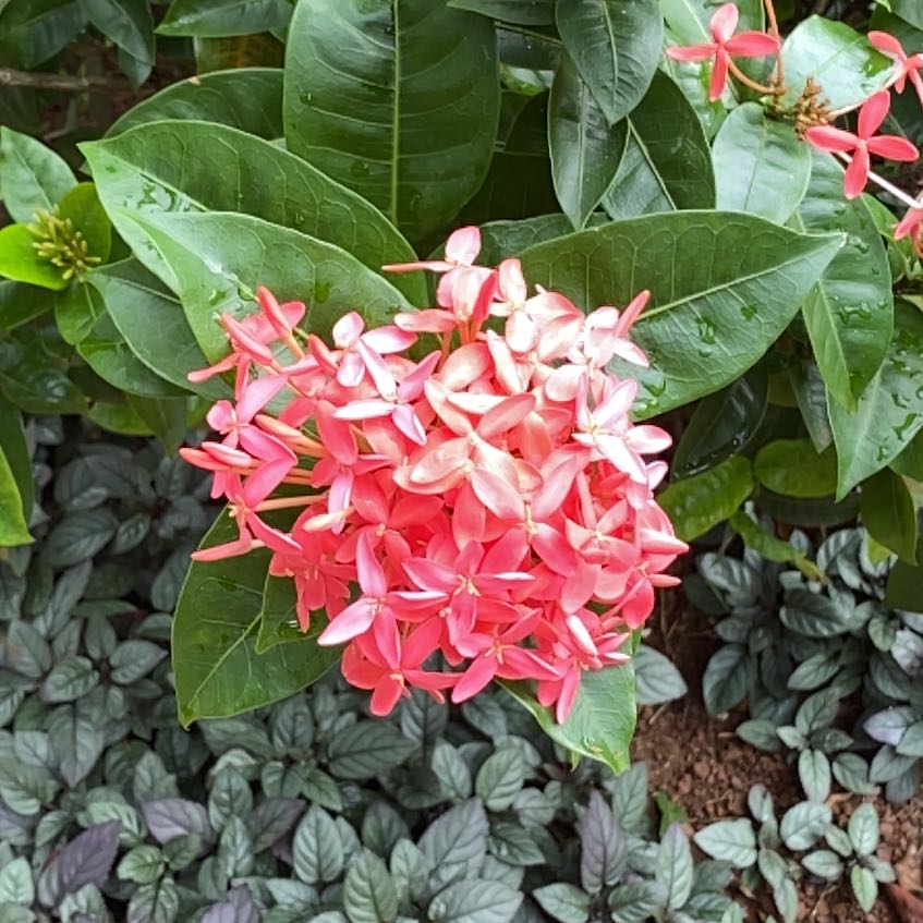 Flame of the Woods plant with vibrant pink flowers and glossy green leaves.