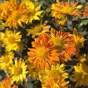 Photo of the plant species Common Fleabane by @BusyFern named Gaga on Greg, the plant care app
