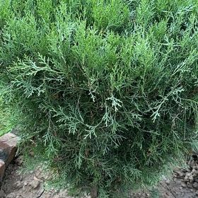 Photo of the plant species Savin Juniper by @BusyFern named Prince on Greg, the plant care app