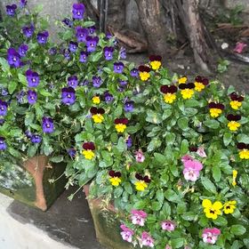 Photo of the plant species Wild Pansy by @BusyFern named Plato on Greg, the plant care app