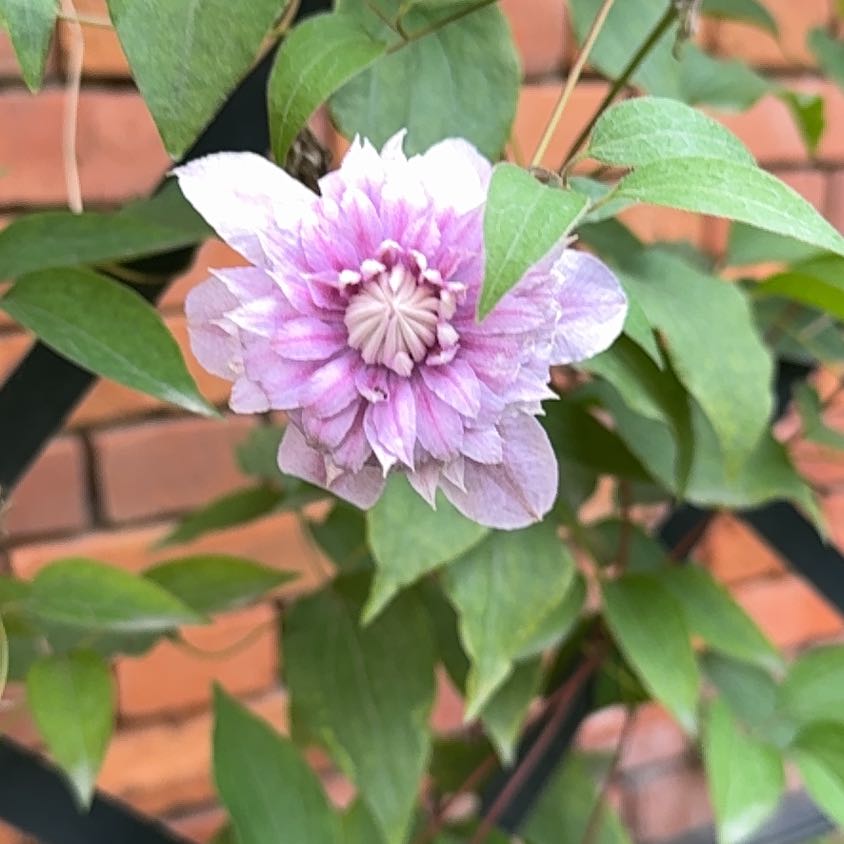 Photo of the plant species Breadseed Poppy by @BusyFern named Sage on Greg, the plant care app