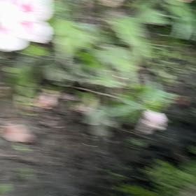 Photo of the plant species Rose Of Sharon by @BusyFern named Pax on Greg, the plant care app