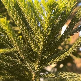 Photo of the plant species Cook's Pine by @BusyFern named Diana on Greg, the plant care app