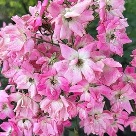 Photo of the plant species Japanese Flowering Cherry by @BusyFern named Demi on Greg, the plant care app
