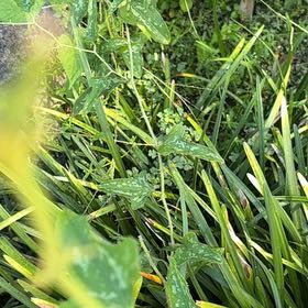 Photo of the plant species Cowvine by @JuicyAtom named Walt on Greg, the plant care app