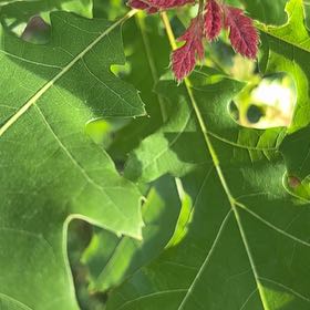 Photo of the plant species Northern Red Oak by @JuicyAtom named Darwin on Greg, the plant care app