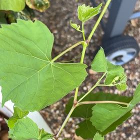 Photo of the plant species False Grape by @JuicyAtom named Zion on Greg, the plant care app