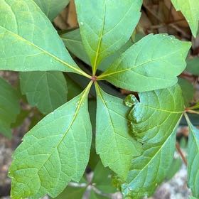 Photo of the plant species Virginia Creeper by @JuicyAtom named Delilah on Greg, the plant care app