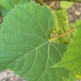 Photo of the plant species False Grape by @JuicyAtom named Daphne on Greg, the plant care app