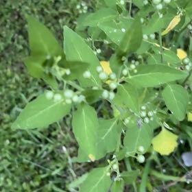 Photo of the plant species American Black Nightshade by @JuicyAtom named Bigleef Smalls on Greg, the plant care app