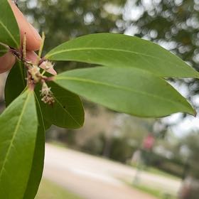 Photo of the plant species Carolina Laurel Cherry by @JuicyAtom named Robert Plant on Greg, the plant care app