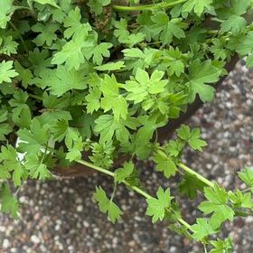 Photo of the plant species Smallflower Buttercup by @JuicyAtom named Michelle Branch on Greg, the plant care app