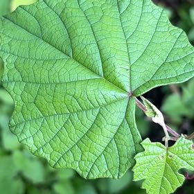 Photo of the plant species Graybark Grape by @JuicyAtom named Terra on Greg, the plant care app