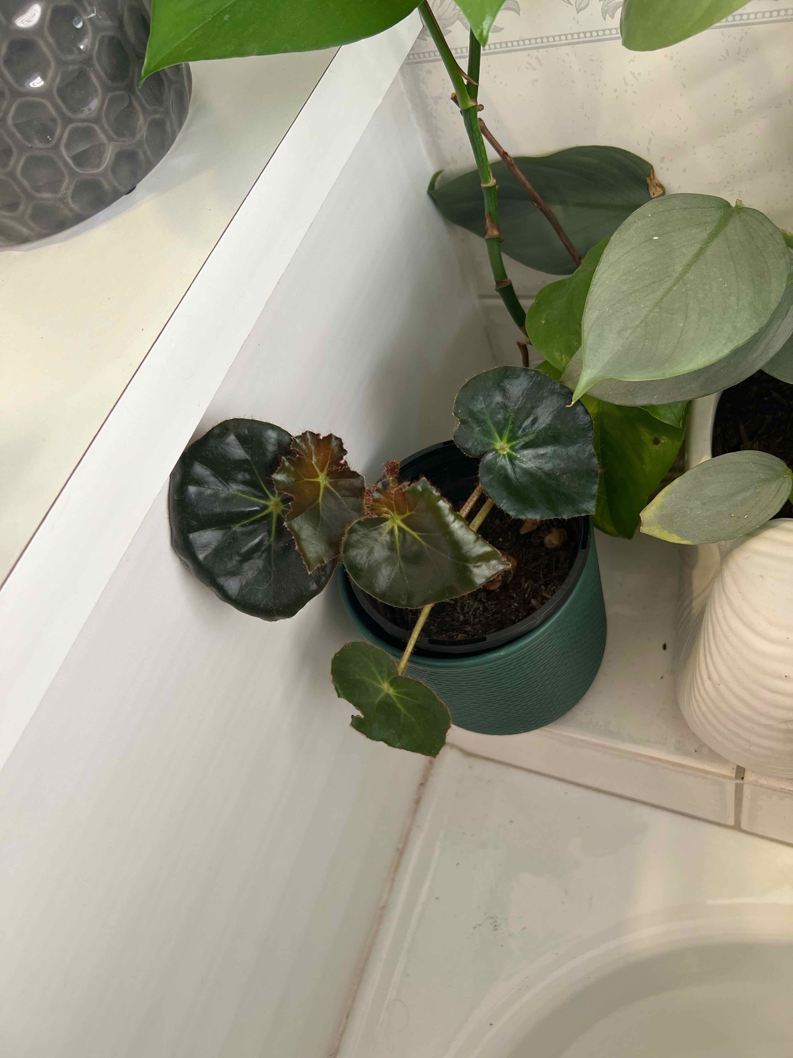 Plant care for Eureka Bronze Leaf White Begonia on Greg, the plant care app