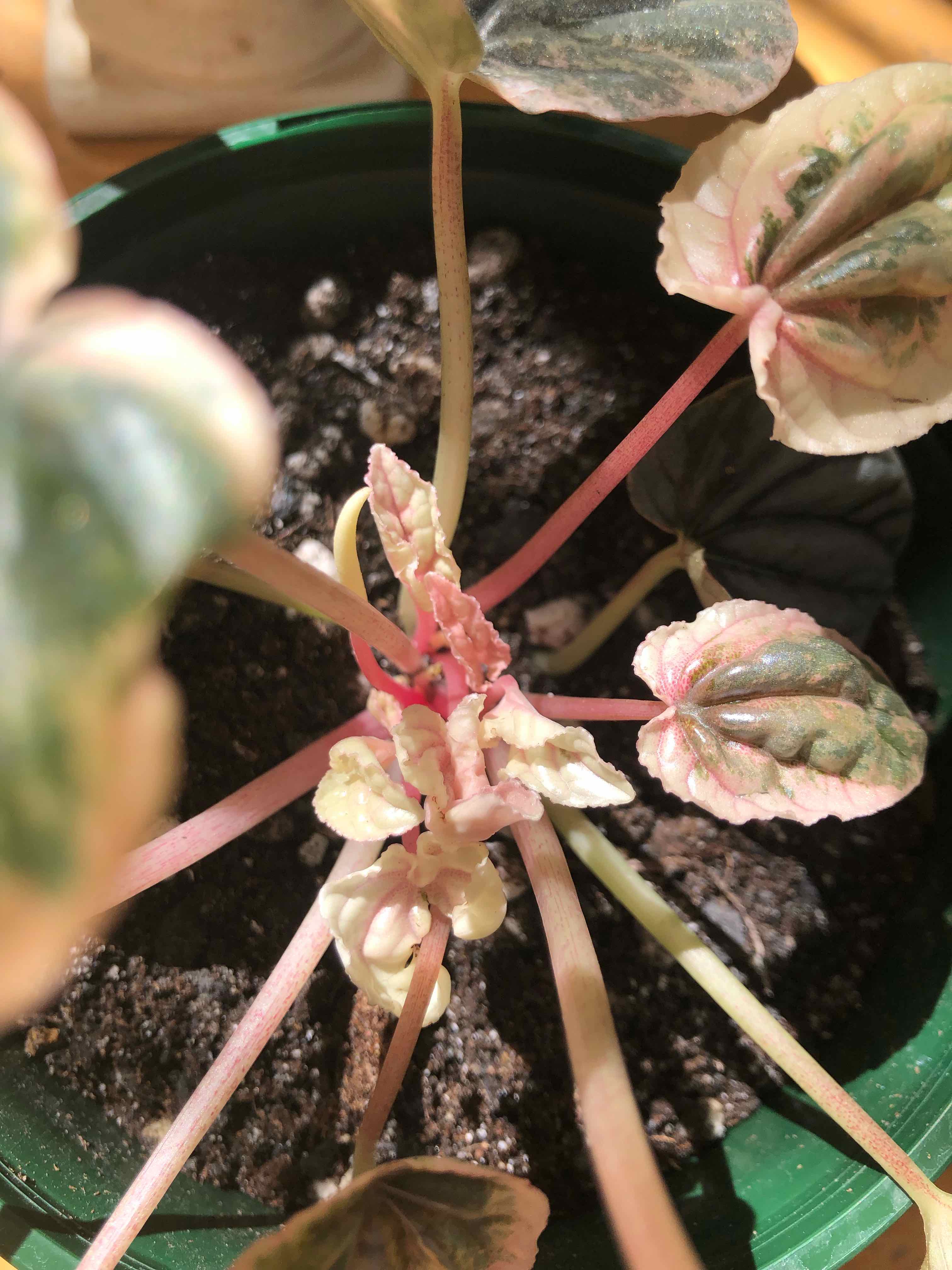 Peperomia Pink Lady plant in a pot with visible soil and variegated leaves.