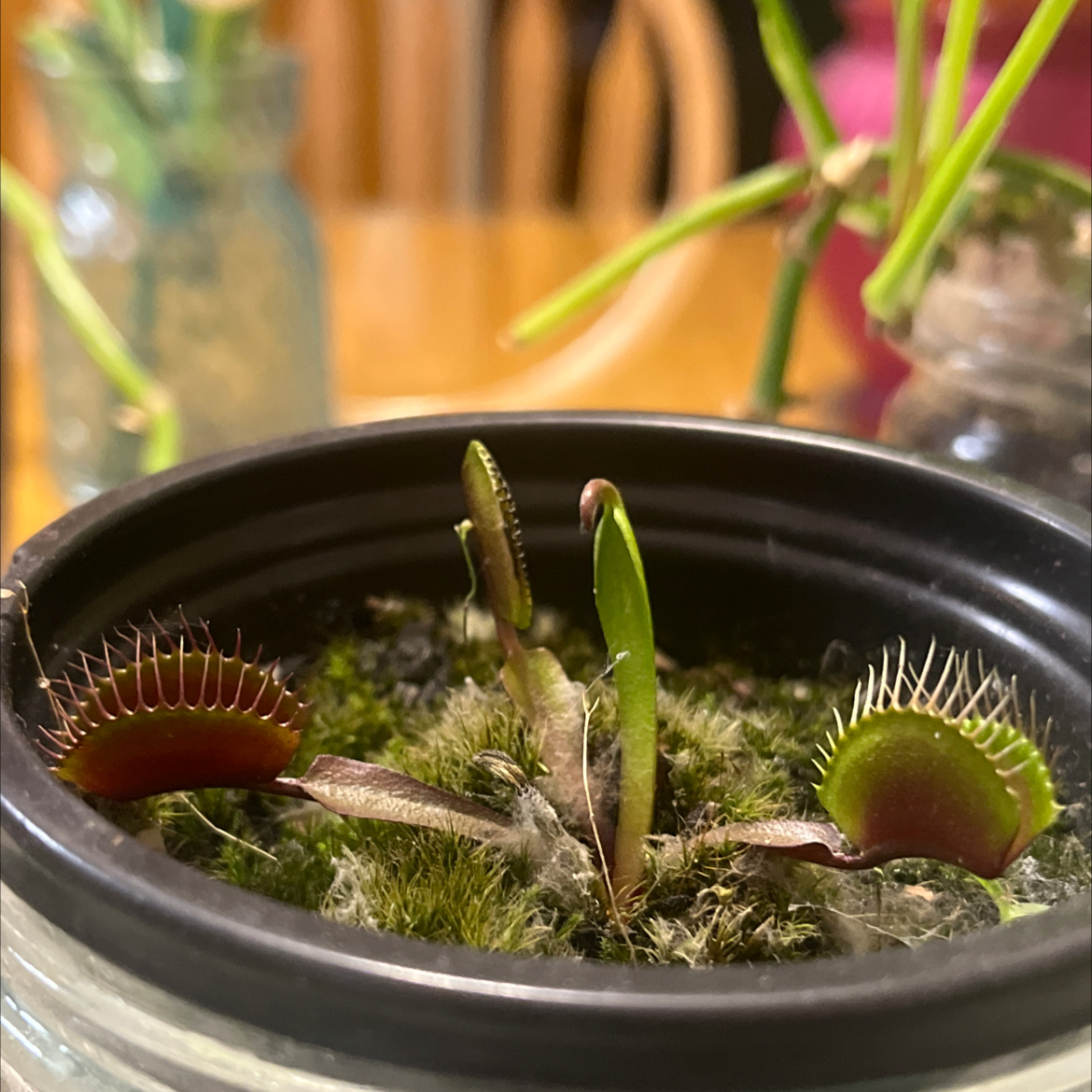Photo of the plant species Red Dragon Fly Trap by @QuickBiancini named Lalo on Greg, the plant care app