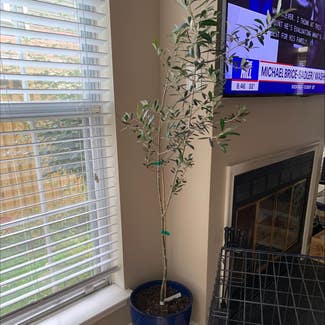 Olive Tree plant in Annapolis, Maryland