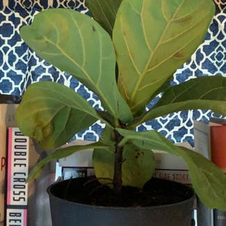 Fiddle Leaf Fig plant in Annapolis, Maryland